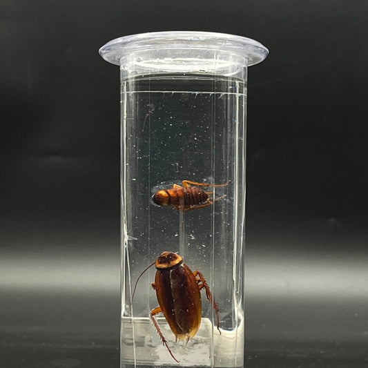 Cockroach Specimen