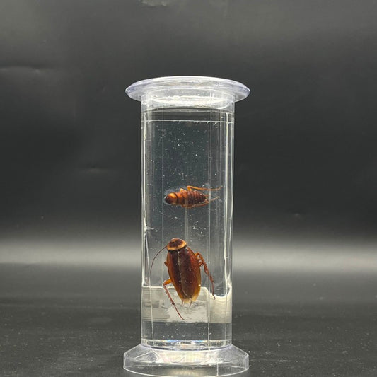 Cockroach Specimen