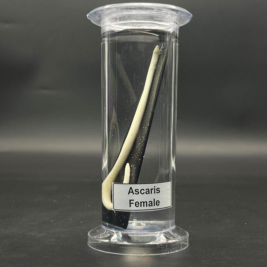 Ascaris Female Specimen
