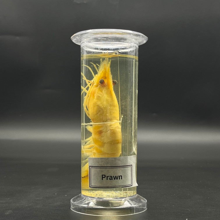 Prawn Specimen
