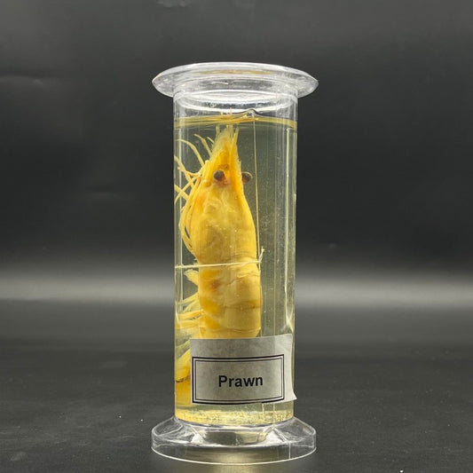 Prawn Specimen