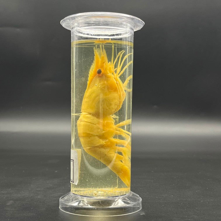 Prawn Specimen