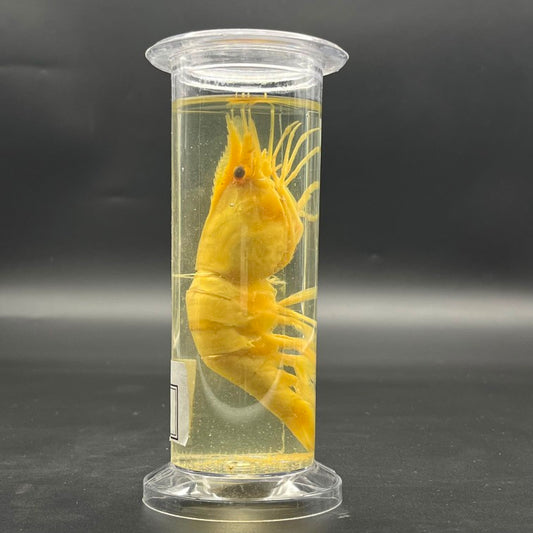 Prawn Specimen
