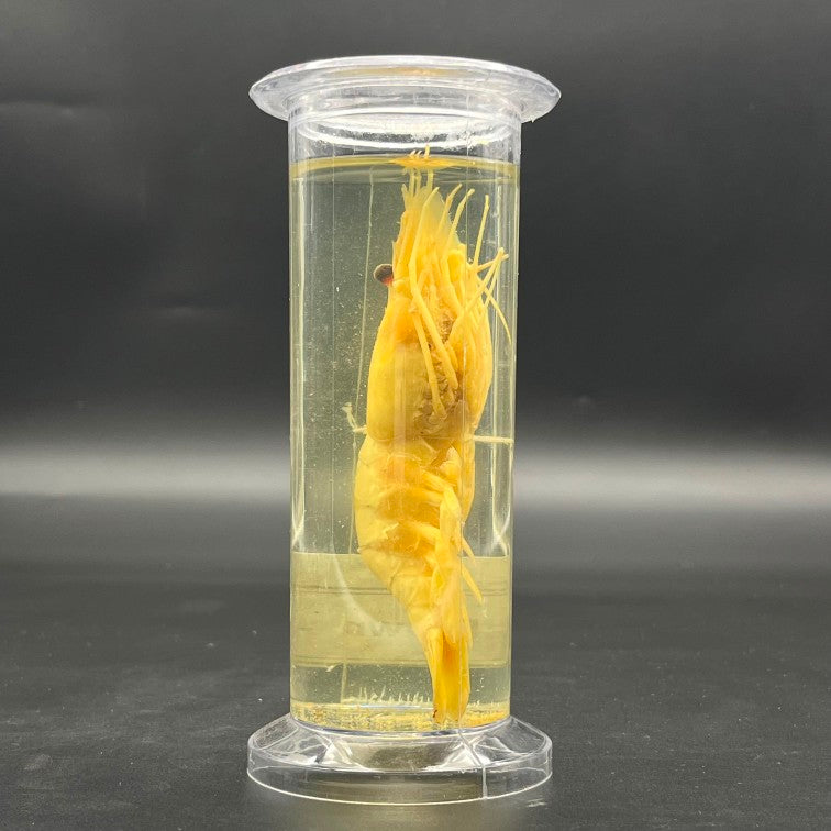 Prawn Specimen