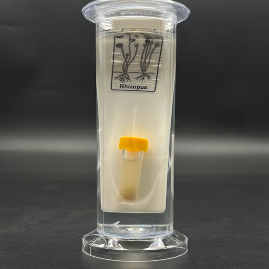 Rhizopus Specimen
