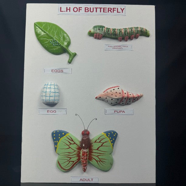 Model L.H. Of Butterfly