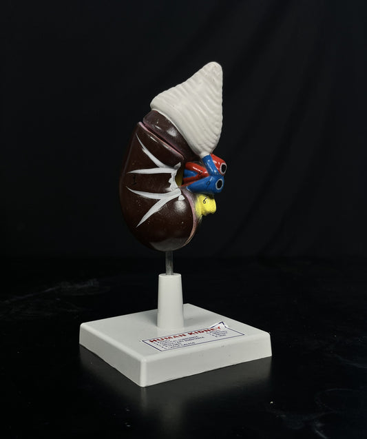 Human Kidney on Stand Model