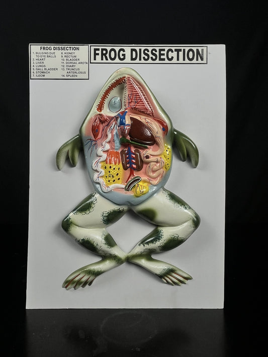 Frog Dissection Model