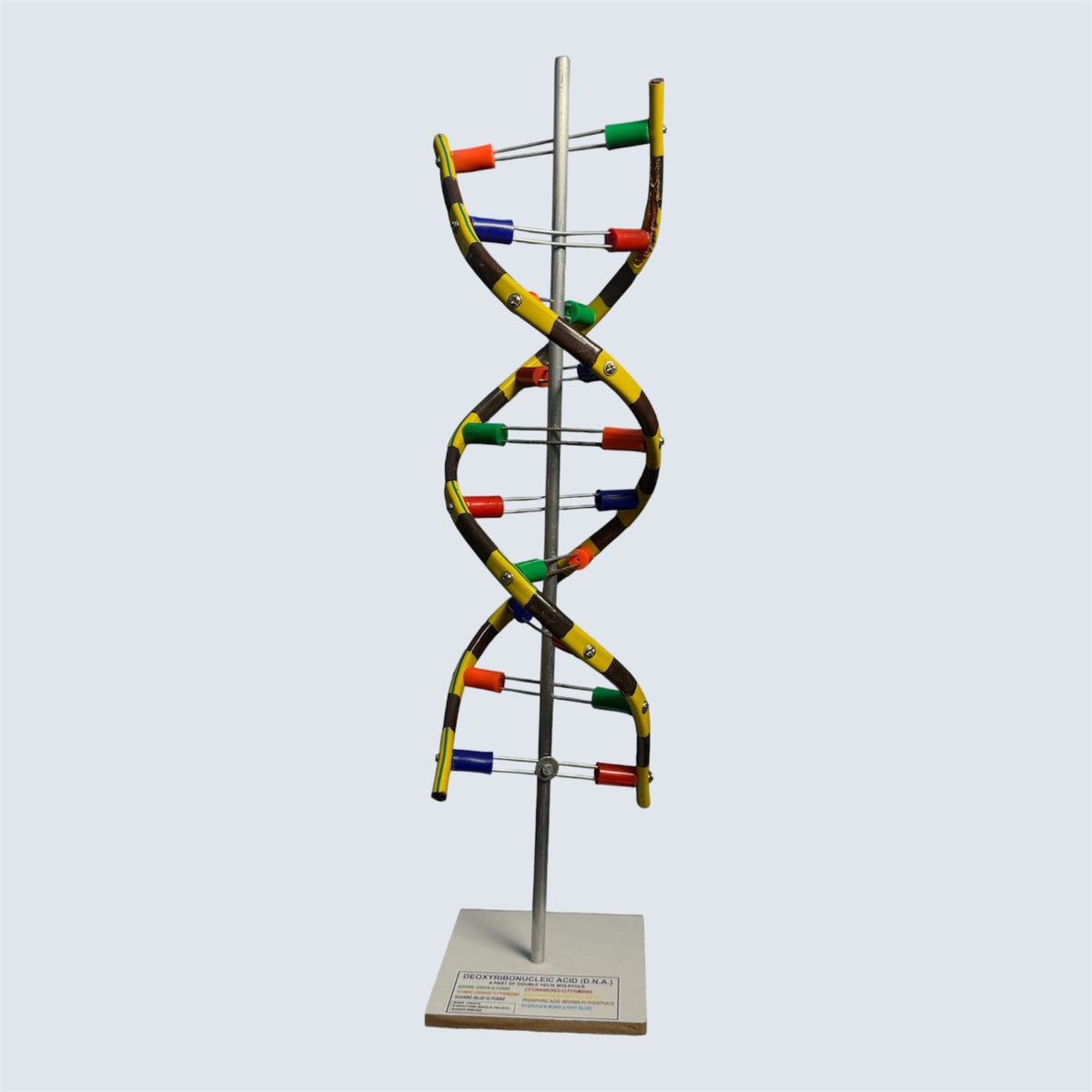 Model DNA Helical