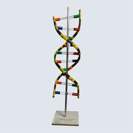 Model DNA Helical