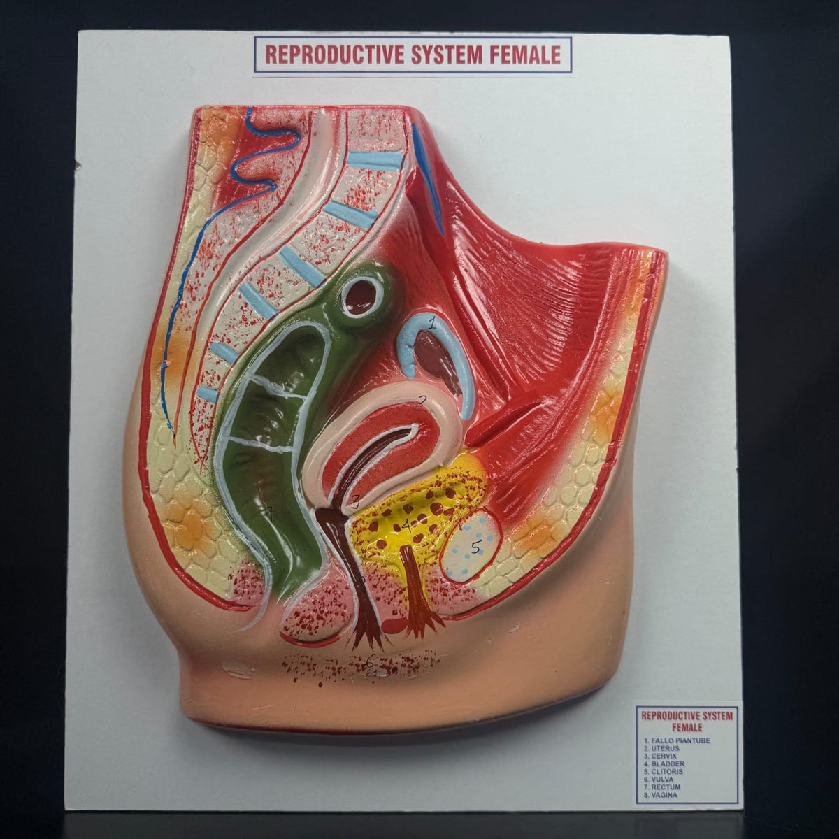 Model Human Reproductive Organs (Female)