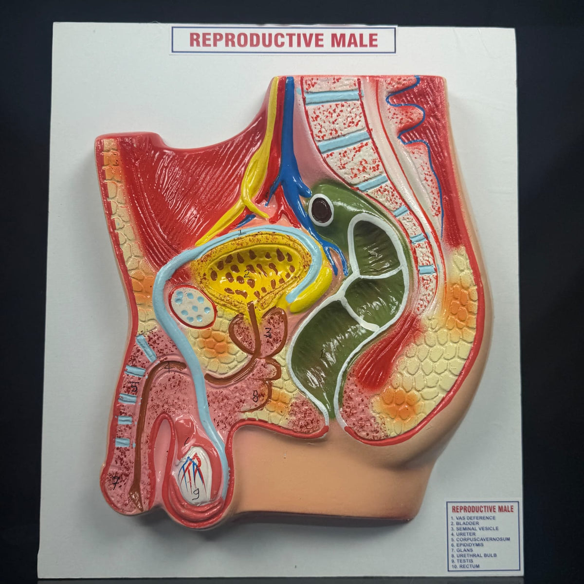 Model Human Reproductive Organs (male)