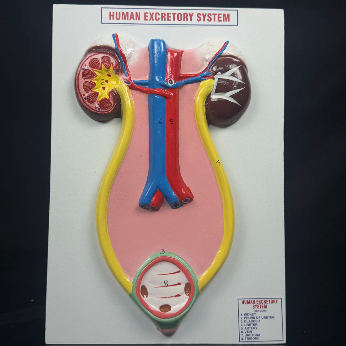 Model Human Excretory System