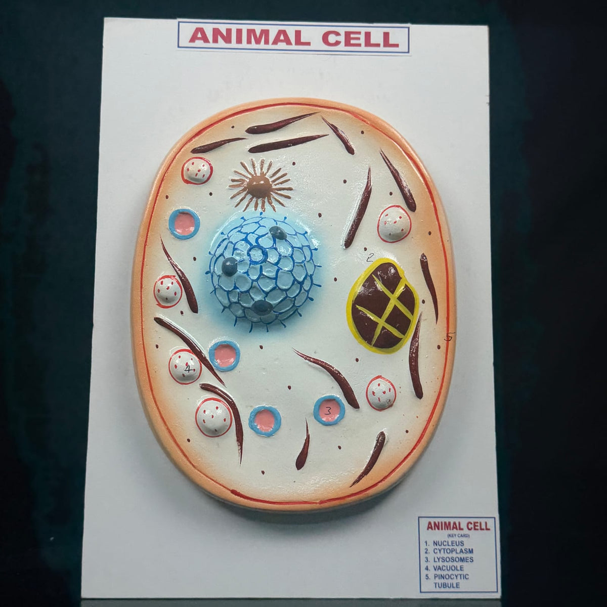 Model Animal Cell