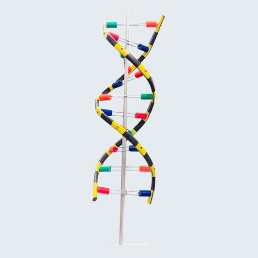 RNA Helical Model